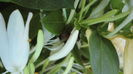 DSC07460