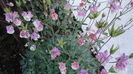 DSC06847
