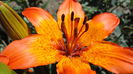 DSC07016