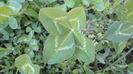 DSC07336