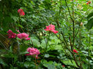 DSCN5686