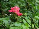 DSCN5687