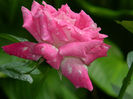 DSCN5688