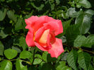 DSCN5693