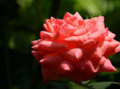 DSCN5695