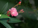 DSCN5762