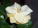 Gardenia