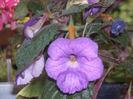 Achimenes