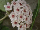 Hoya