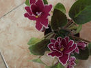 DSCF0456