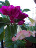 12 iulie 2013-flori 006