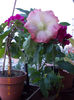 12 iulie 2013-flori 015