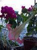 12 iulie 2013-flori 016