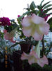 12 iulie 2013-flori 022