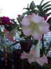 12 iulie 2013-flori 024
