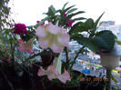 12 iulie 2013-flori 025