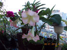 12 iulie 2013-flori 030