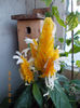 pakistakis lutea