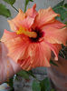 12 iulie 2013-flori 054