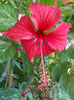12 iulie 2013-flori 076