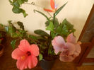 hibiscus grup