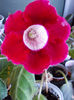 12 iulie 2013-flori 048