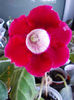 12 iulie 2013-flori 050