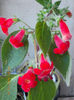 12 iulie 2013-flori 062