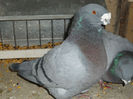 albastru 2010
