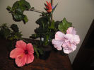 hibiscus grup