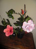 hibiscus grup