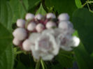 DSCN3103[1]