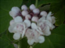 DSCN3146[1]