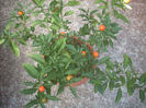 DSCN3138[1]