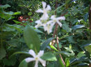 jasmin