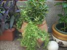 DSCN3113[1]