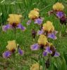 gypsy prince iris