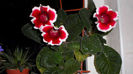 Gloxinia Kaiser Friedrich.