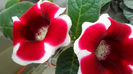 Gloxinia Kaiser Friedrich.