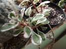 Sedum