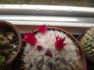 Mammilaria