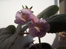 DSCF0513