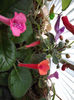 DSCF0464