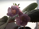 DSCF0514
