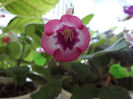 DSCF0522
