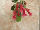 DSCF0552