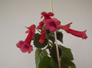 DSCF0558