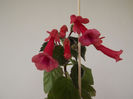 DSCF0561