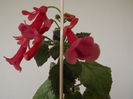 DSCF0563