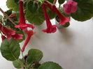 DSCF0568